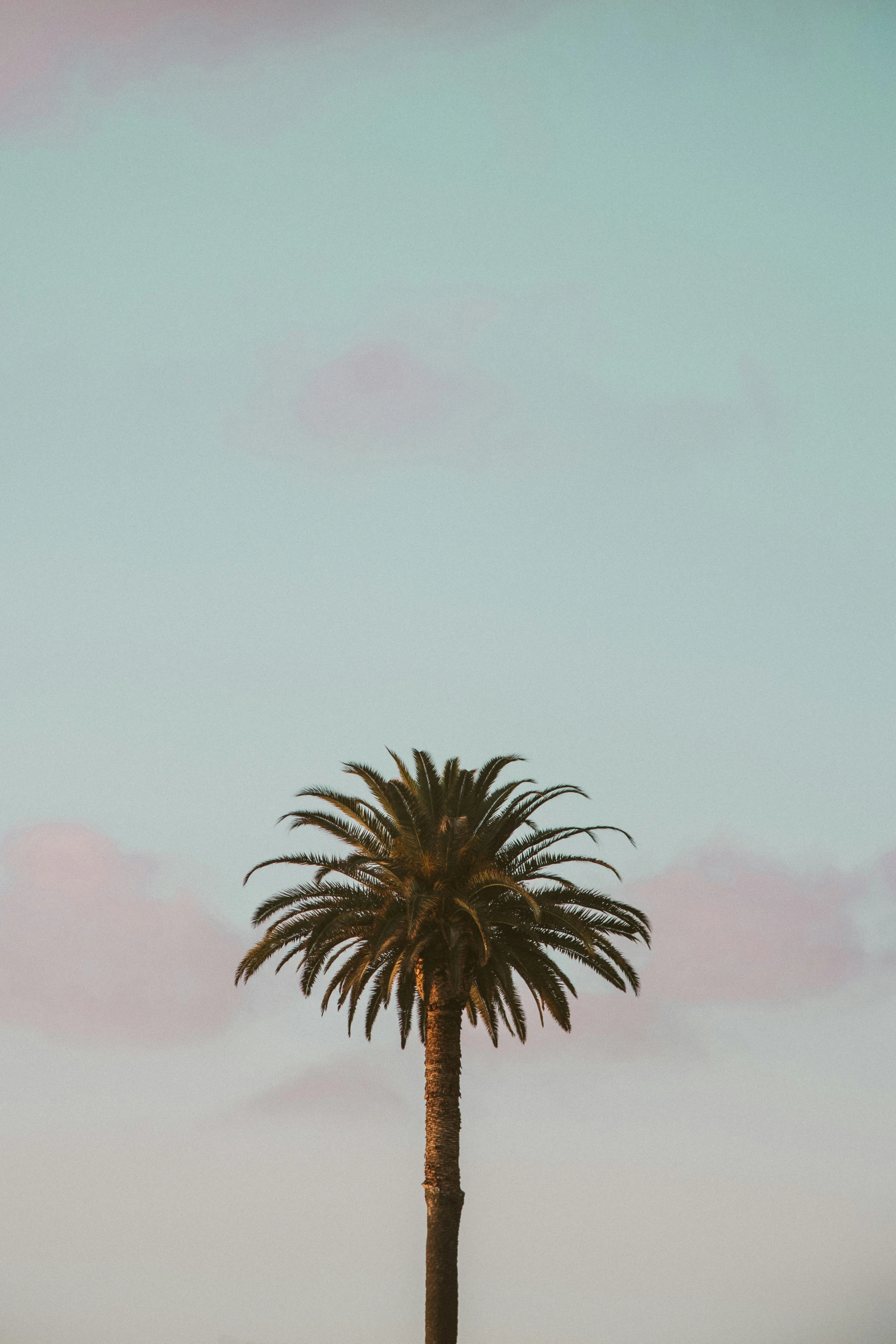 a bird is standing on top of a palm tree