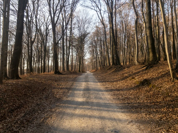 the dirt road is lined with brown leaves and tall trees