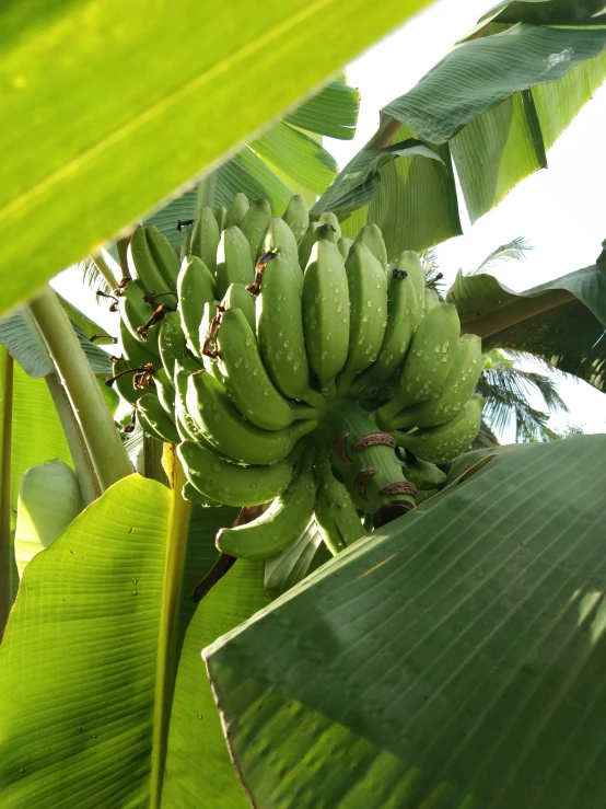 green bananas grow on the tree in a jungle