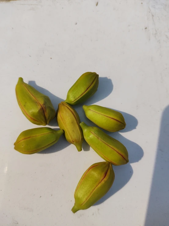 some type of plant is still growing on this table