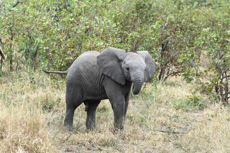 a small elephant stands in some grass and bushes