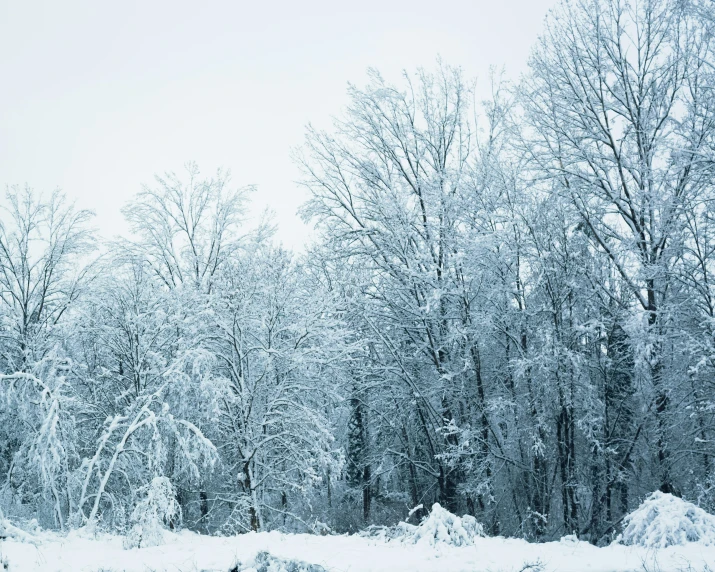 the snowy landscape is covered with thicket and snow