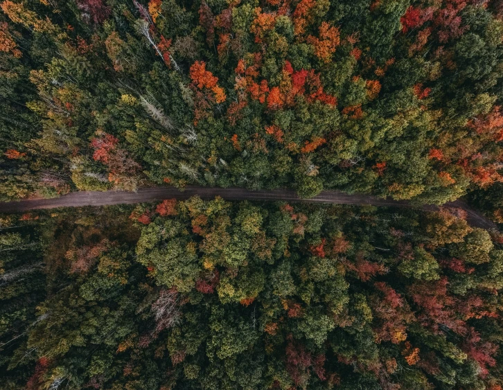 looking down at colorful tree tops in the fall