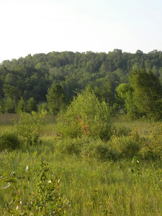 a large field that has grass in it