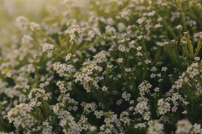 a plant that is growing in some flowers