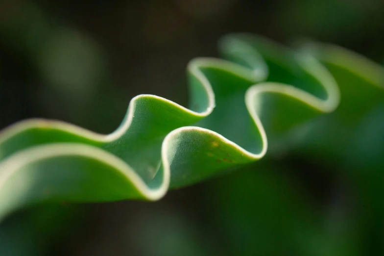 close up po of the top part of a plant