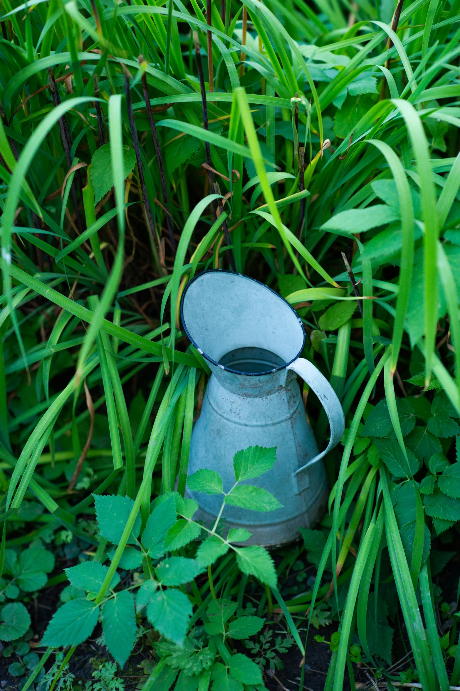 a blue watering can in tall grass and weeds