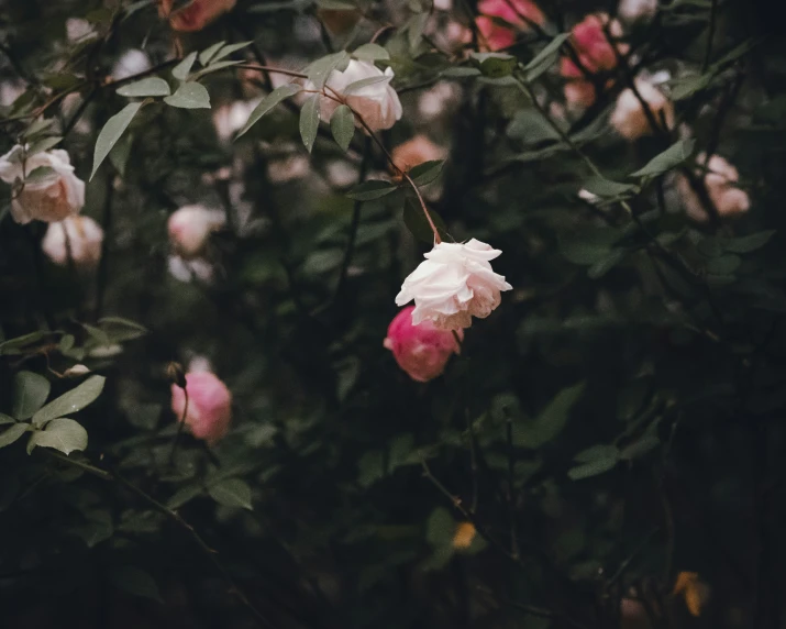 some flowers blooming in the foreground with a blurry background