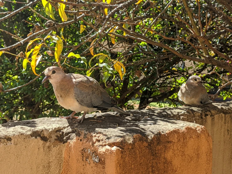 some birds that are sitting on a wall