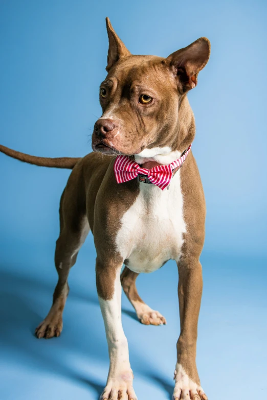 a brown and white dog standing up against a blue background