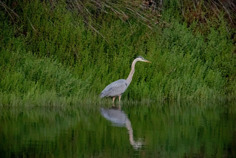 an image of a crane standing on the water