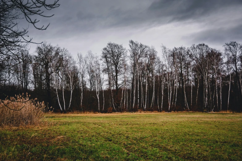 a field near trees and grassy with some clouds above