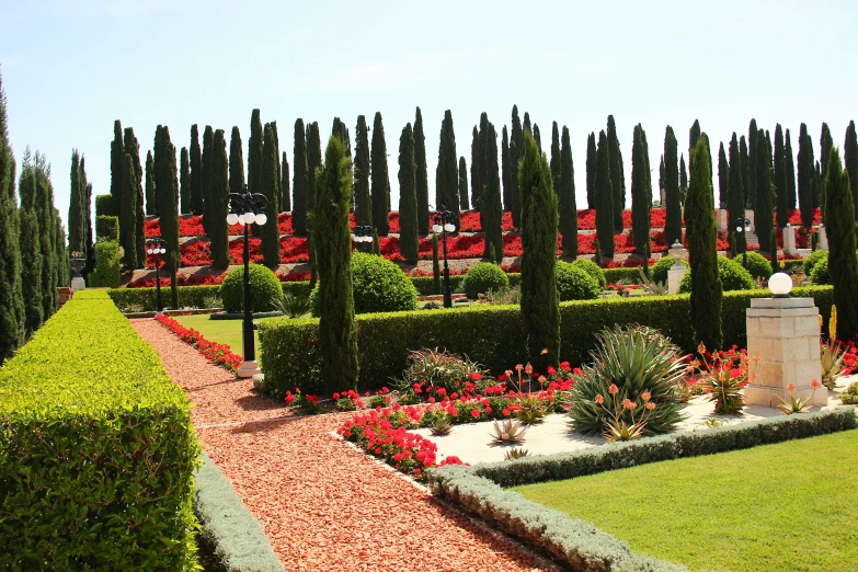 many plants stand in a garden with long shadows