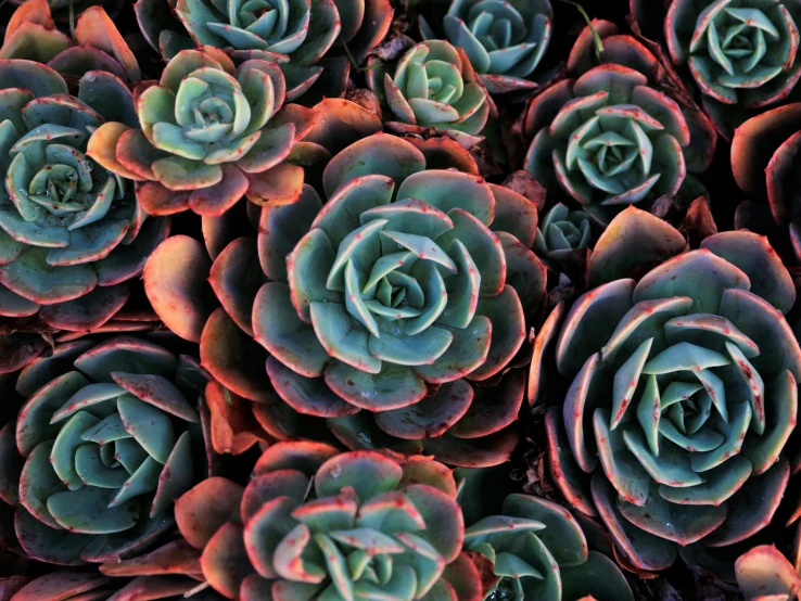 a large pile of green plants with pink stems