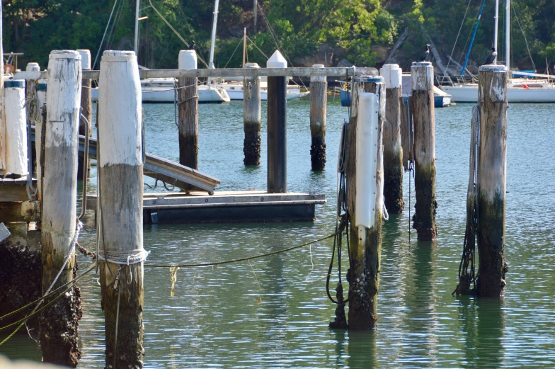 a dock in the water has wooden poles