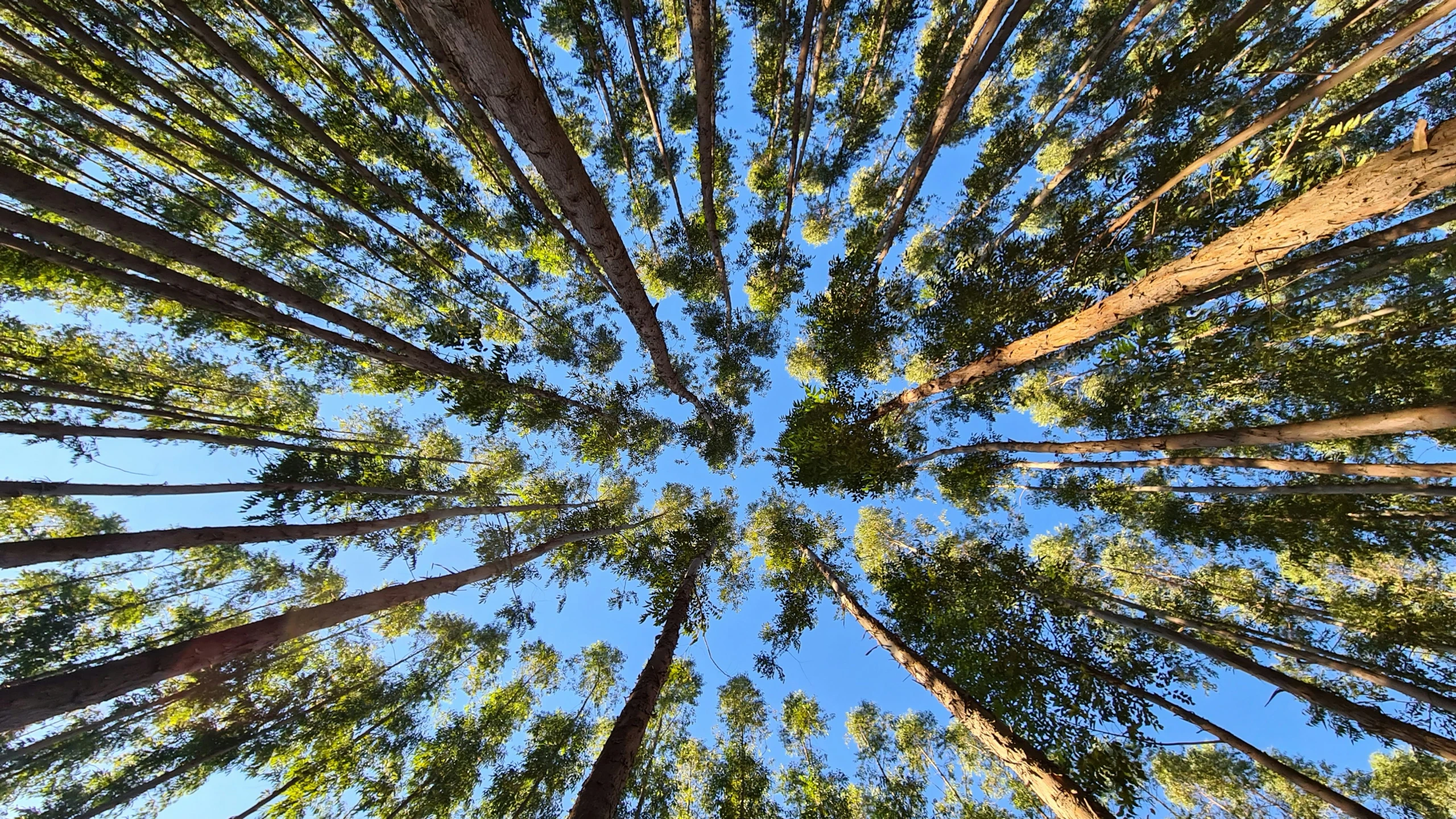 looking up into the canopy of a giant tree