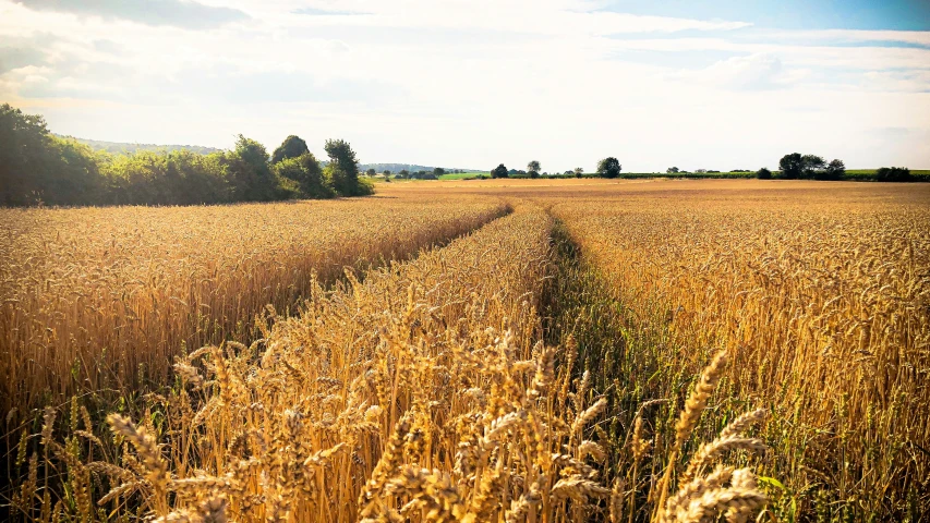 the sun shines on an open field with trees in the distance