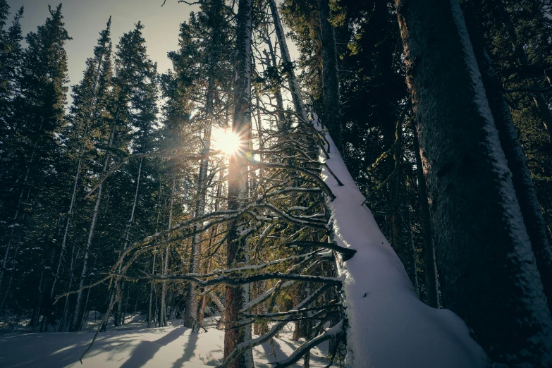 the sun shines through some tall trees