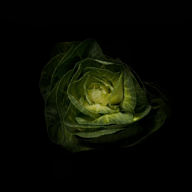 a large green cabbage on a black background