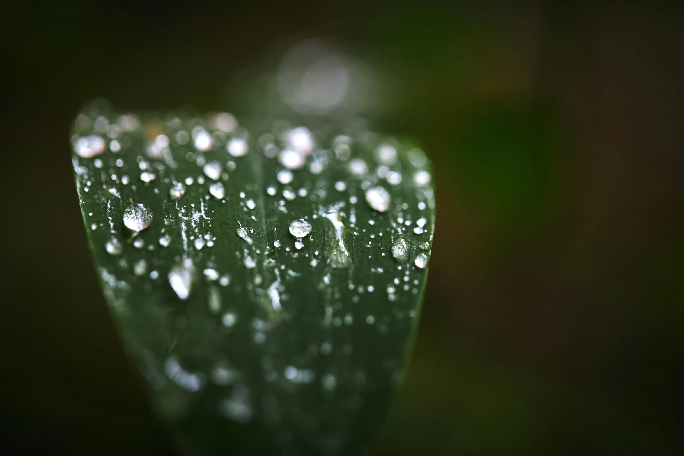 droplets of water on a green leaf with other droplets