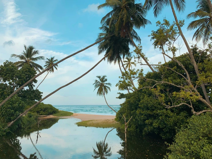 an aerial view of trees and water near the beach