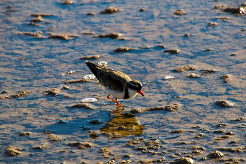 a little bird standing on some rocks in the water