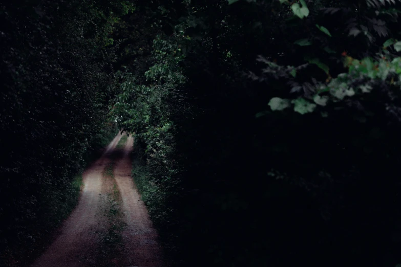 two people standing in a tunnel of trees