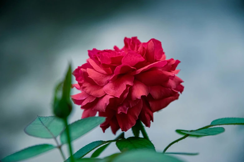 red carnation is growing out of the ground