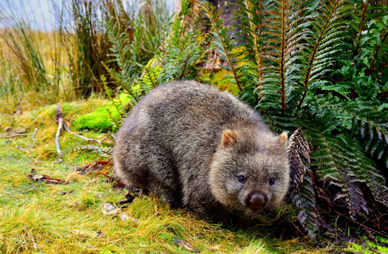 a bear is walking through some grass near trees