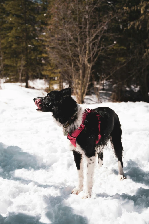 a dog standing in the snow looking up