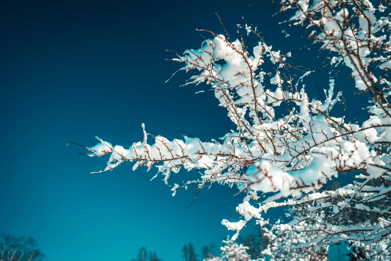 the nches are covered in snow during a sunny day