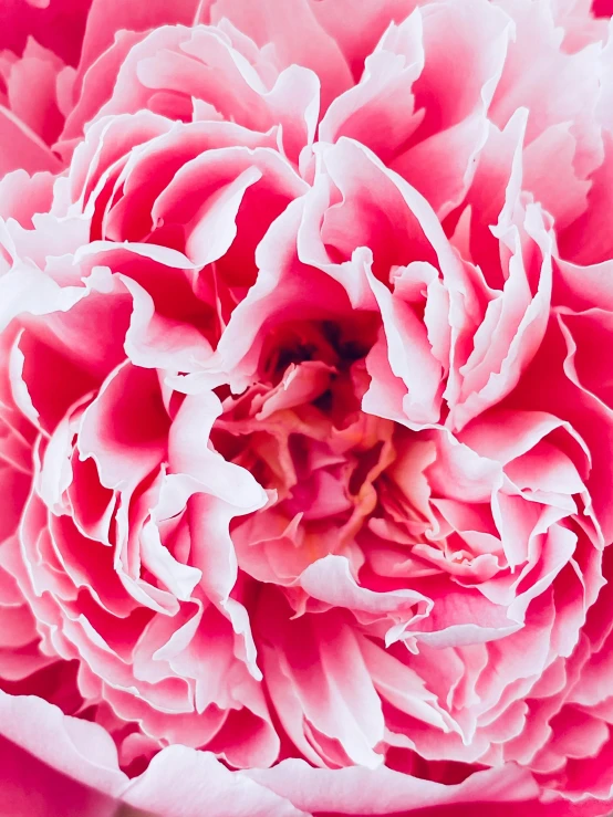 large pink flower in blooming open to the camera