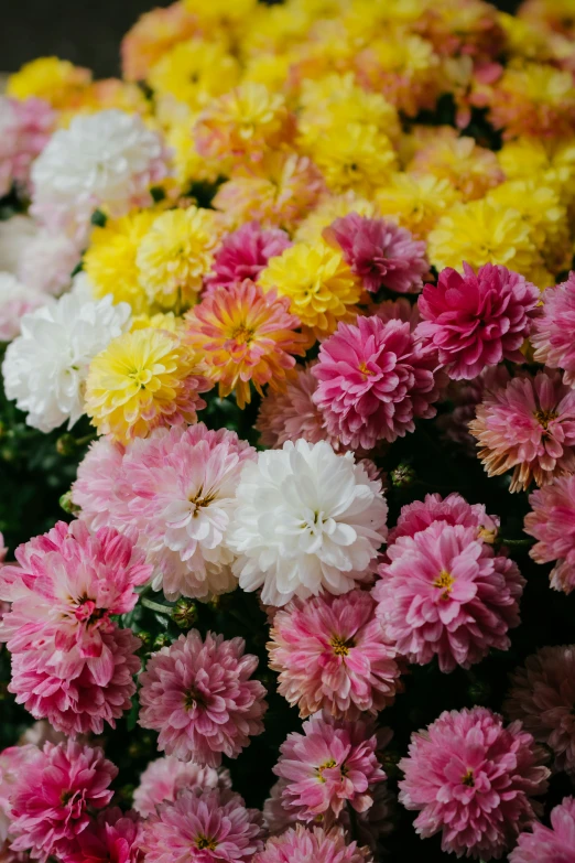 a large amount of different colors of flowers