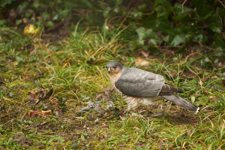 the bird has brown head and wings