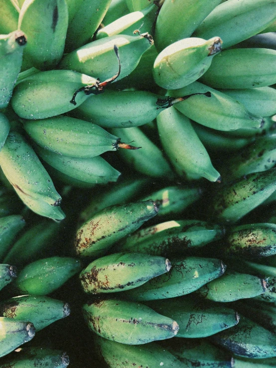 the banana tree is full of green bananas