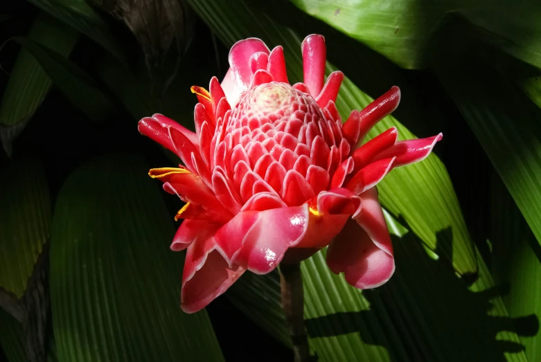 close up of a flower with water droplets