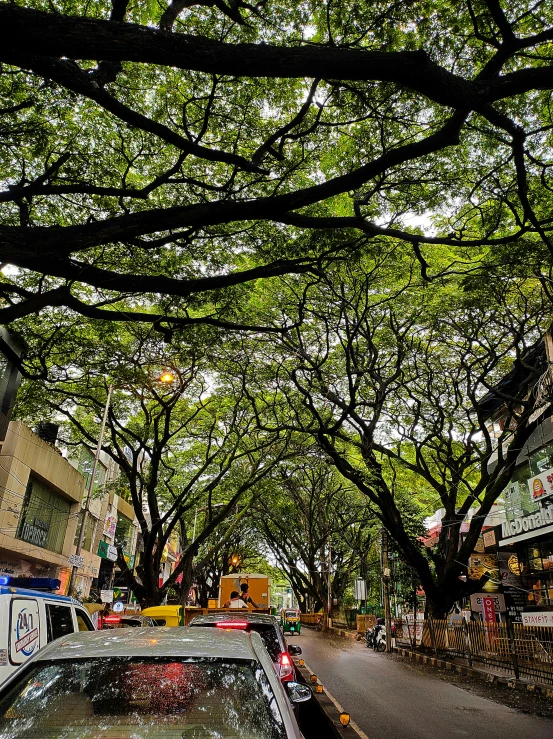 trees lined up on the sides of buildings