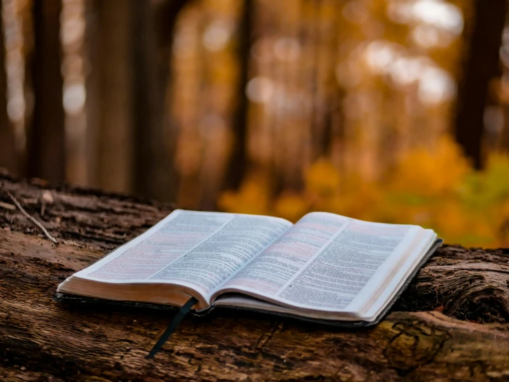 an open bible laying on a tree trunk