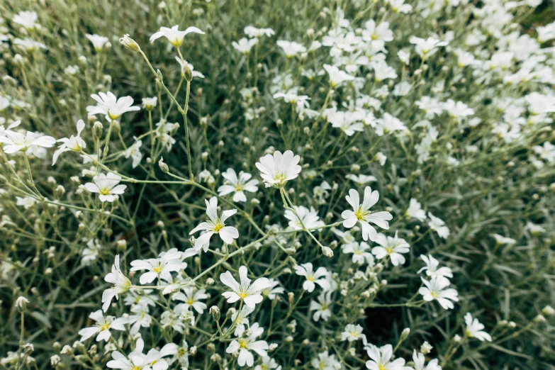 a field full of white flowers and weeds