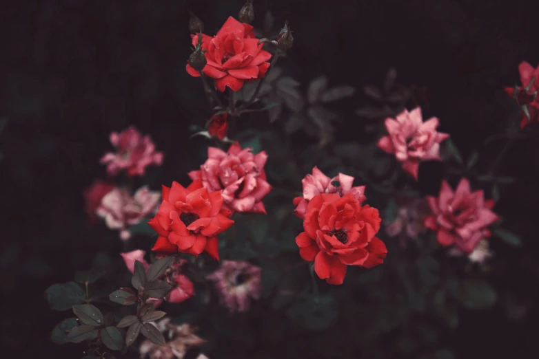 a bunch of red flowers growing in a garden