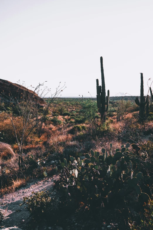 there is a group of cactus on the hillside