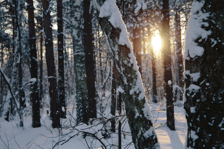 there is a snow covered forest at the end of winter