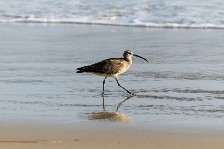 a white and gray bird walking on the beach