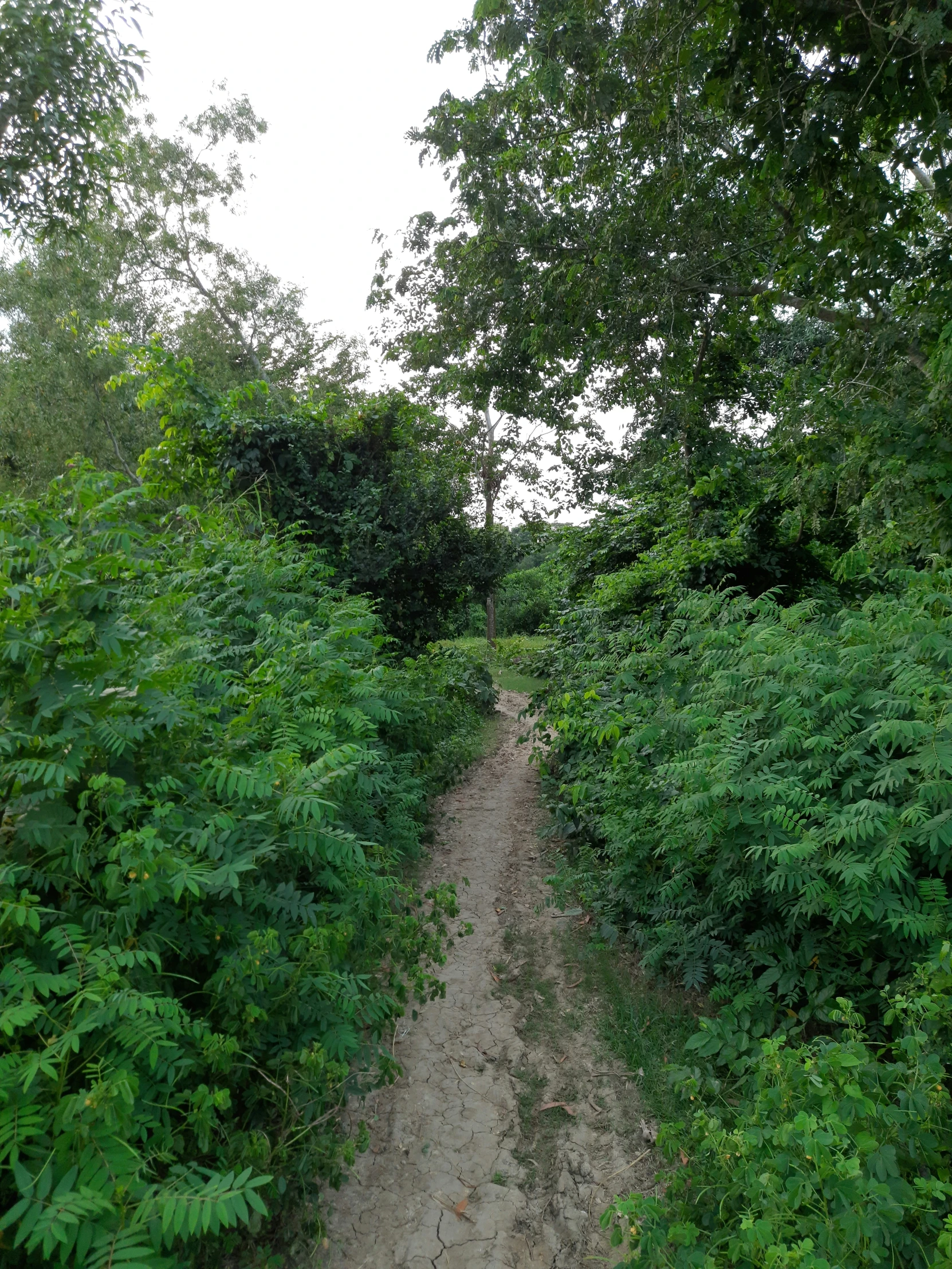 a dirt path through some bushes on the side of a forest