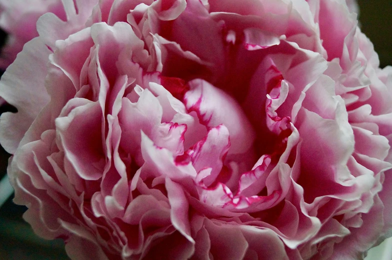 a flower that is pink with many leaves