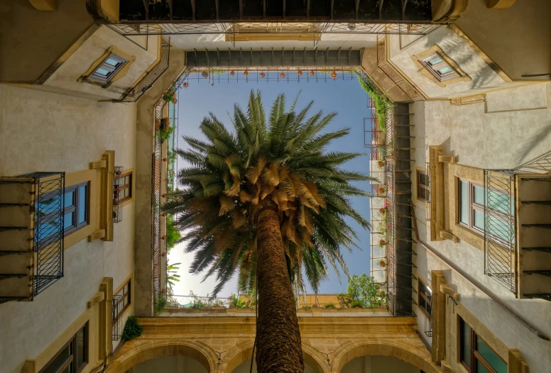 a palm tree inside a building in the sunlight