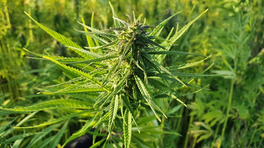 marijuana is shown in the foreground as the grass begins to bloom