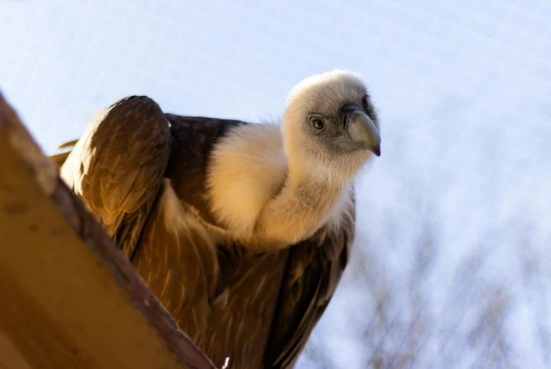 a bird sitting on top of a wooden ledge next to a tree