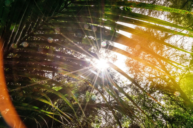 the sun is shining through the trees in the jungle