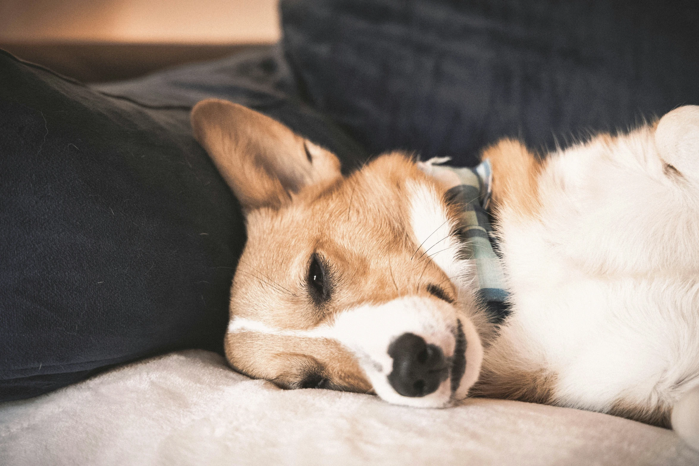 a dog lays down on the back of a couch with his head tucked up against a pillow